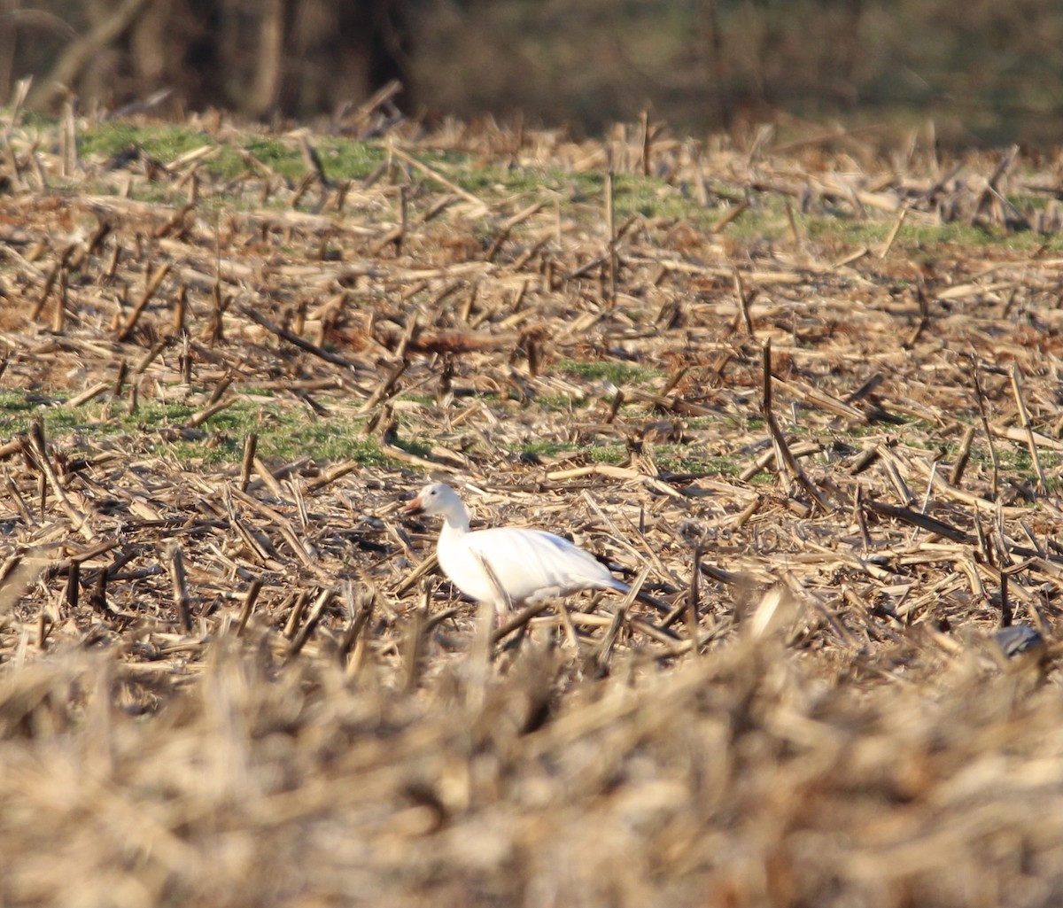 Snow Goose - ML415376331