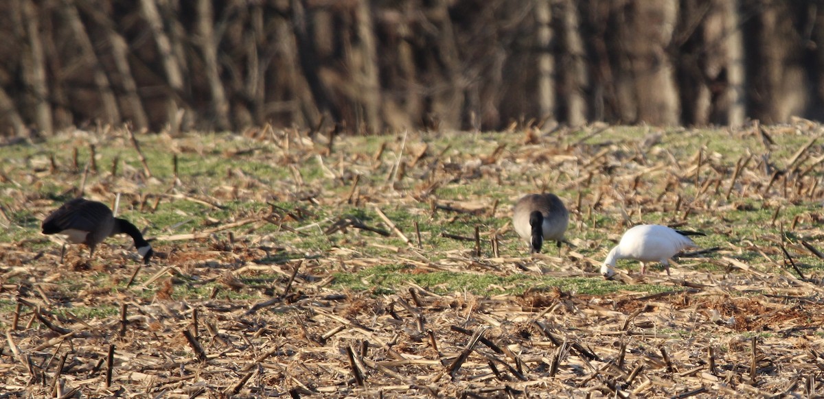 Snow Goose - ML415376381