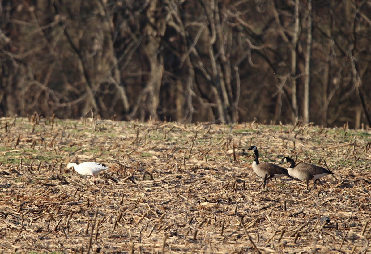Snow Goose - ML415376411