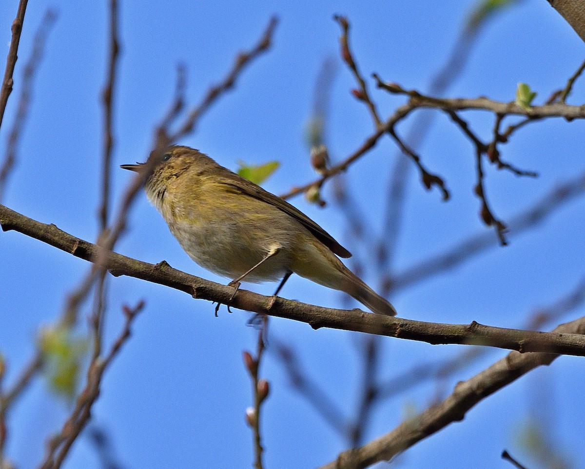 Common Chiffchaff - ML415377211