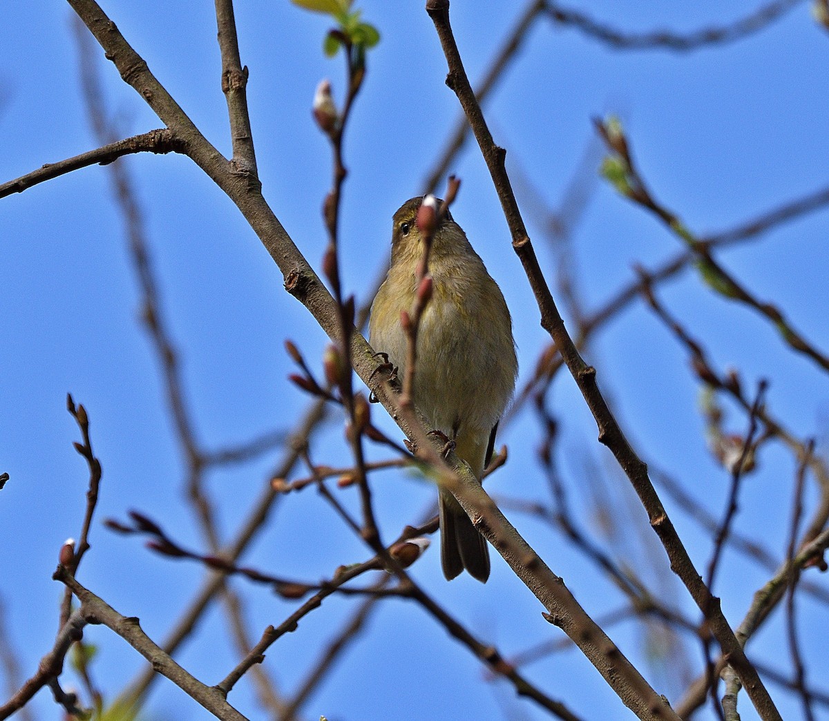 Common Chiffchaff - ML415377221