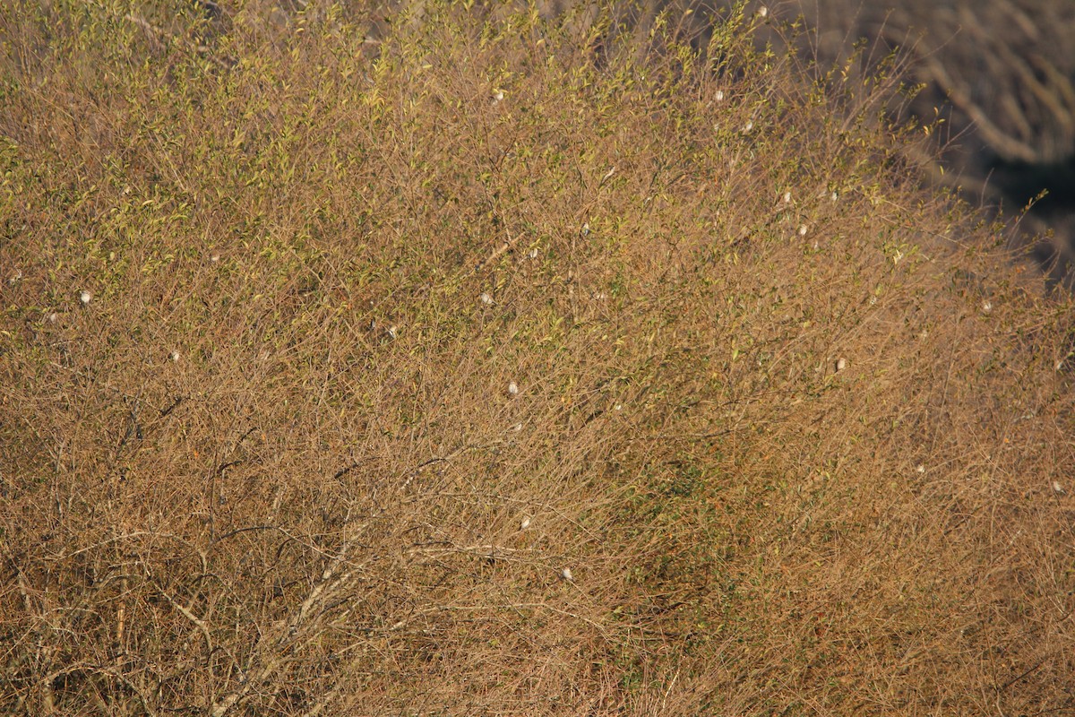 Chipping Sparrow - ML415379711
