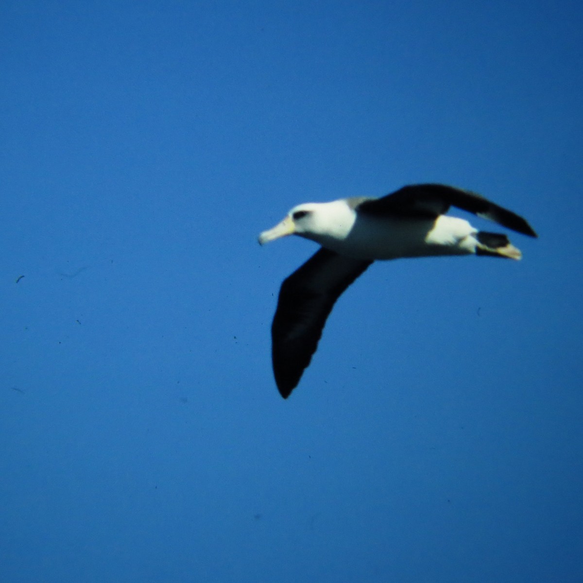 Laysan Albatross - George Mayfield