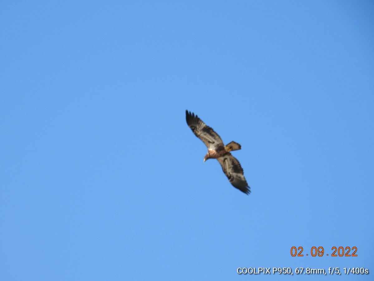 Bald Eagle - ML415381821