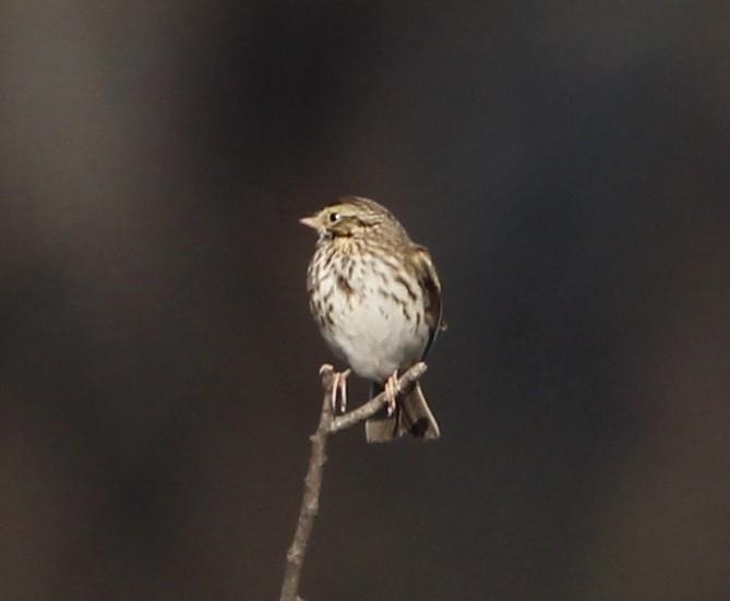 Savannah Sparrow - ML415381841