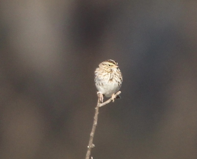 Savannah Sparrow - ML415381851
