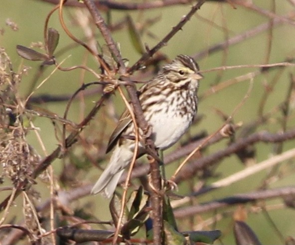 Savannah Sparrow - ML415381861