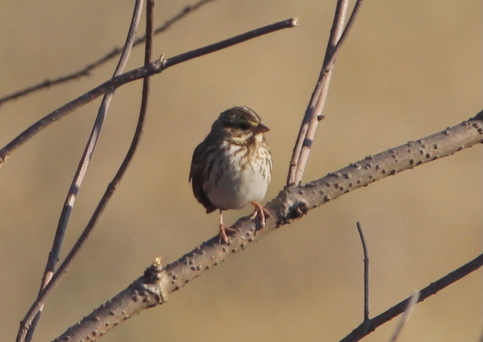 Savannah Sparrow - ML415381871