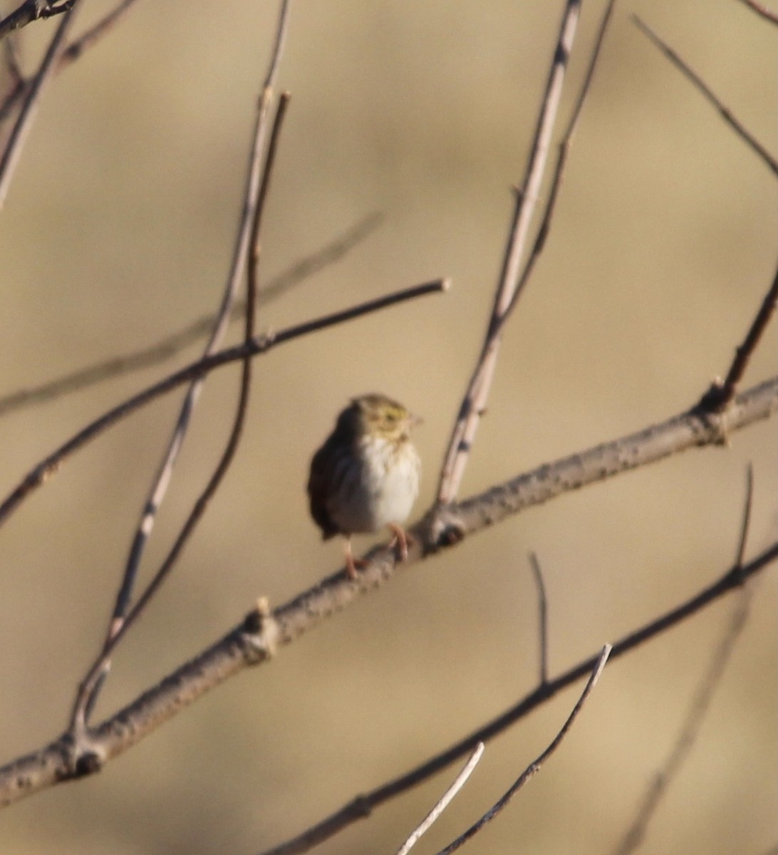 Savannah Sparrow - ML415381891