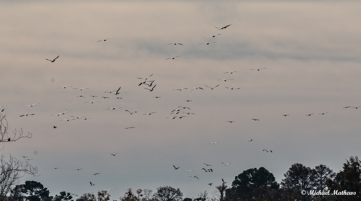 American White Pelican - ML41538191