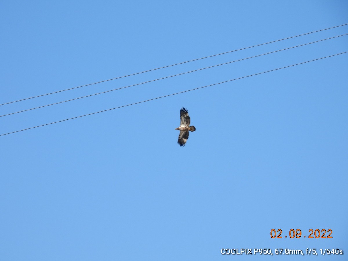 Bald Eagle - ML415382051