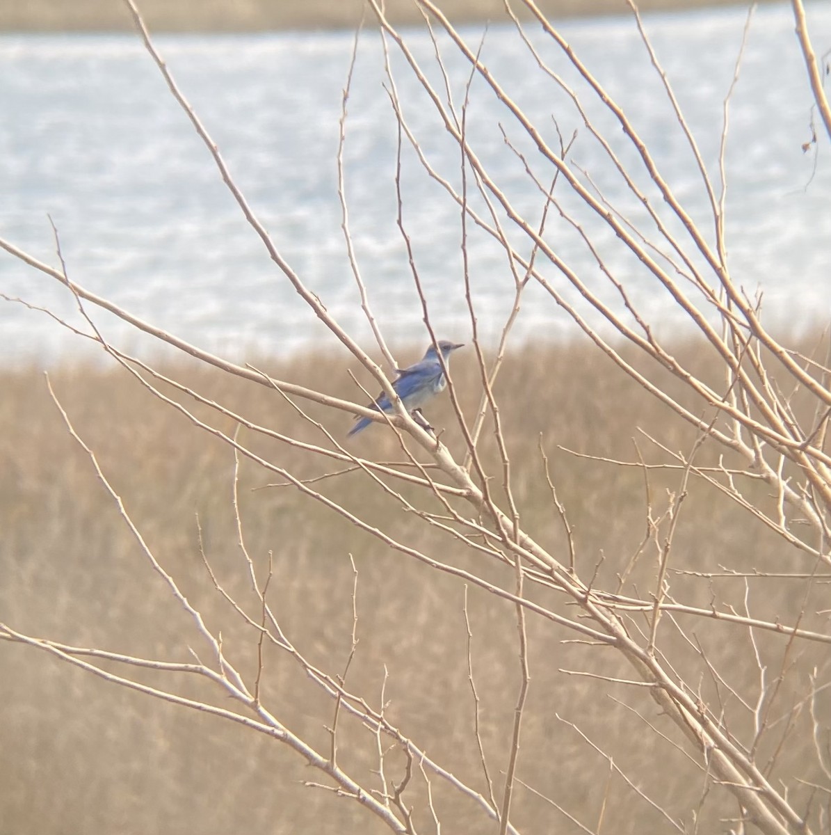 Mountain Bluebird - ML415383231