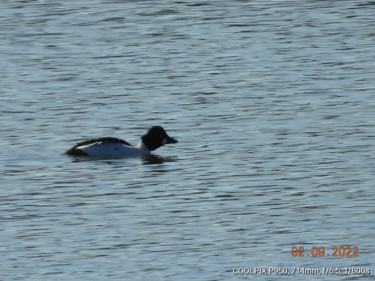 Common Goldeneye - Pamela Fisher