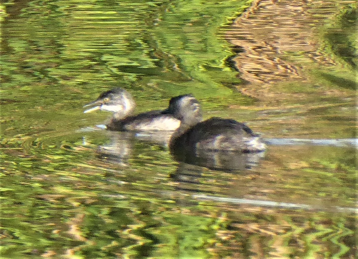 Least Grebe - elwood bracey