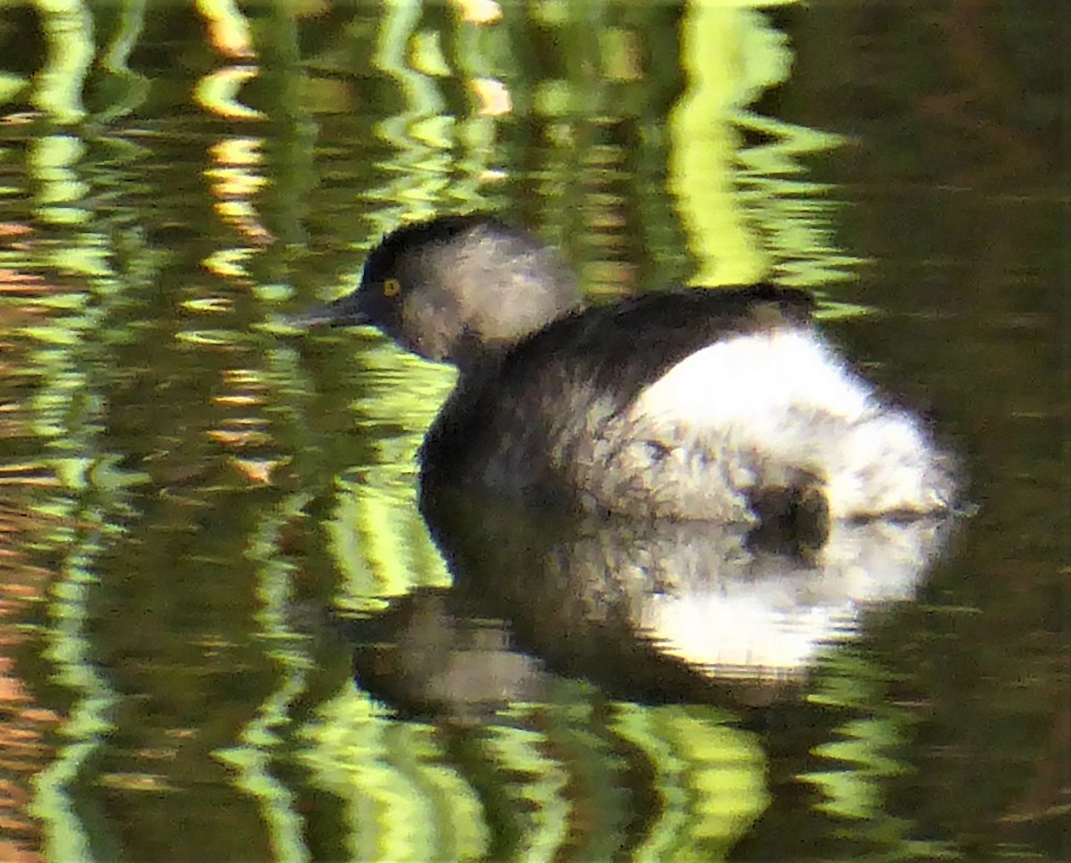 Least Grebe - ML415385791