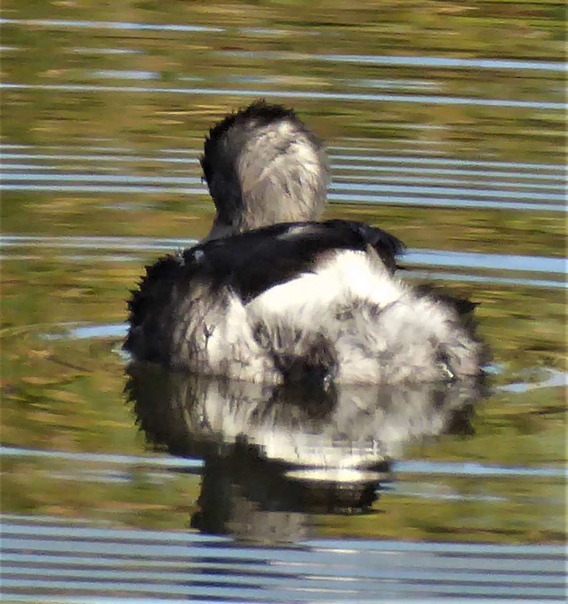 Least Grebe - ML415385801