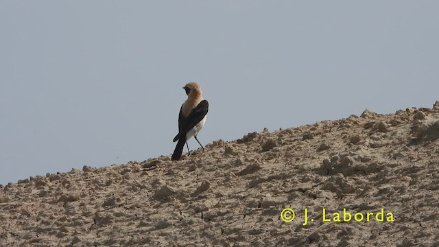 Western Black-eared Wheatear - ML415387141