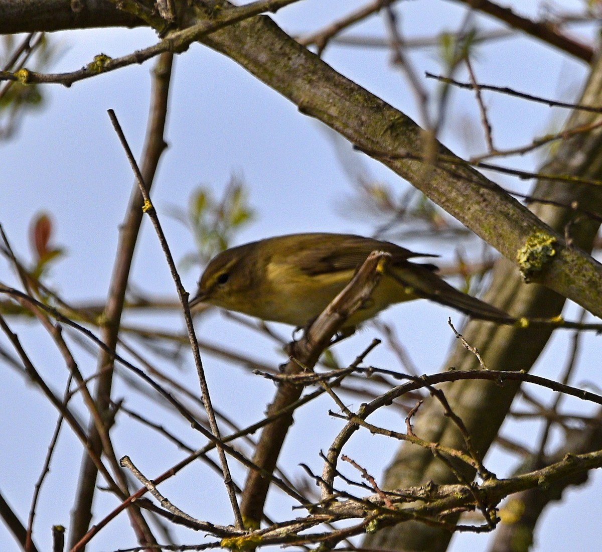 Common Chiffchaff - ML415388081