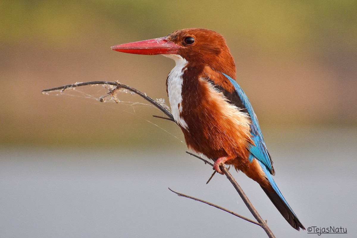 White-throated Kingfisher - Tejas Natu