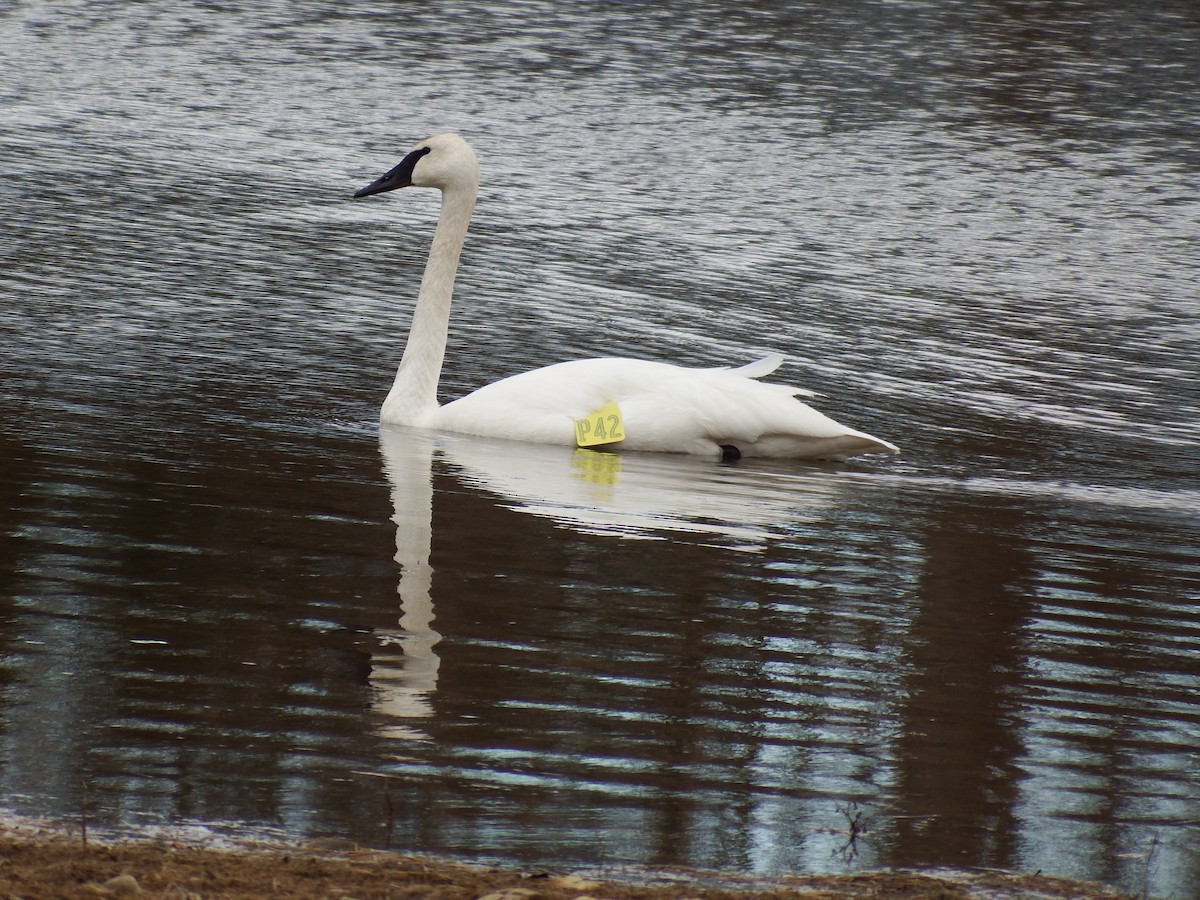 Trumpeter Swan - ML415388521