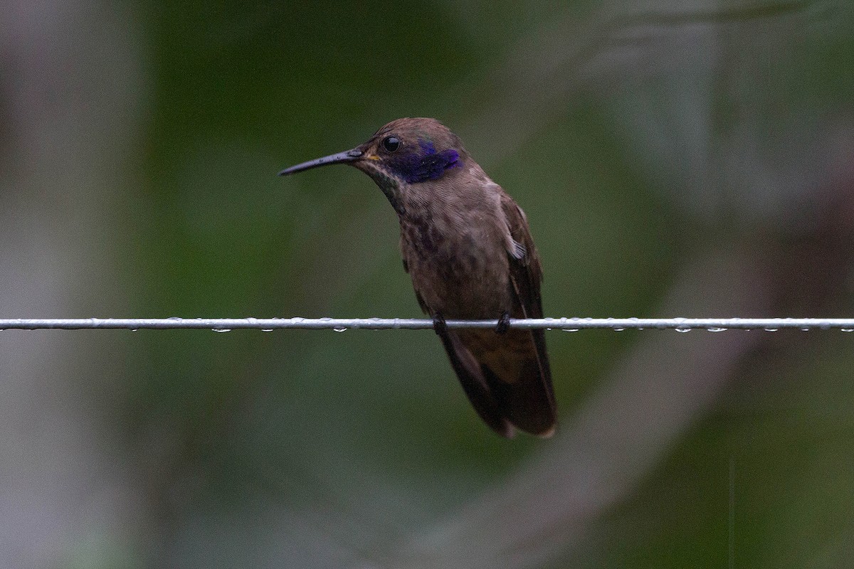 Brown Violetear - Ryan Shaw