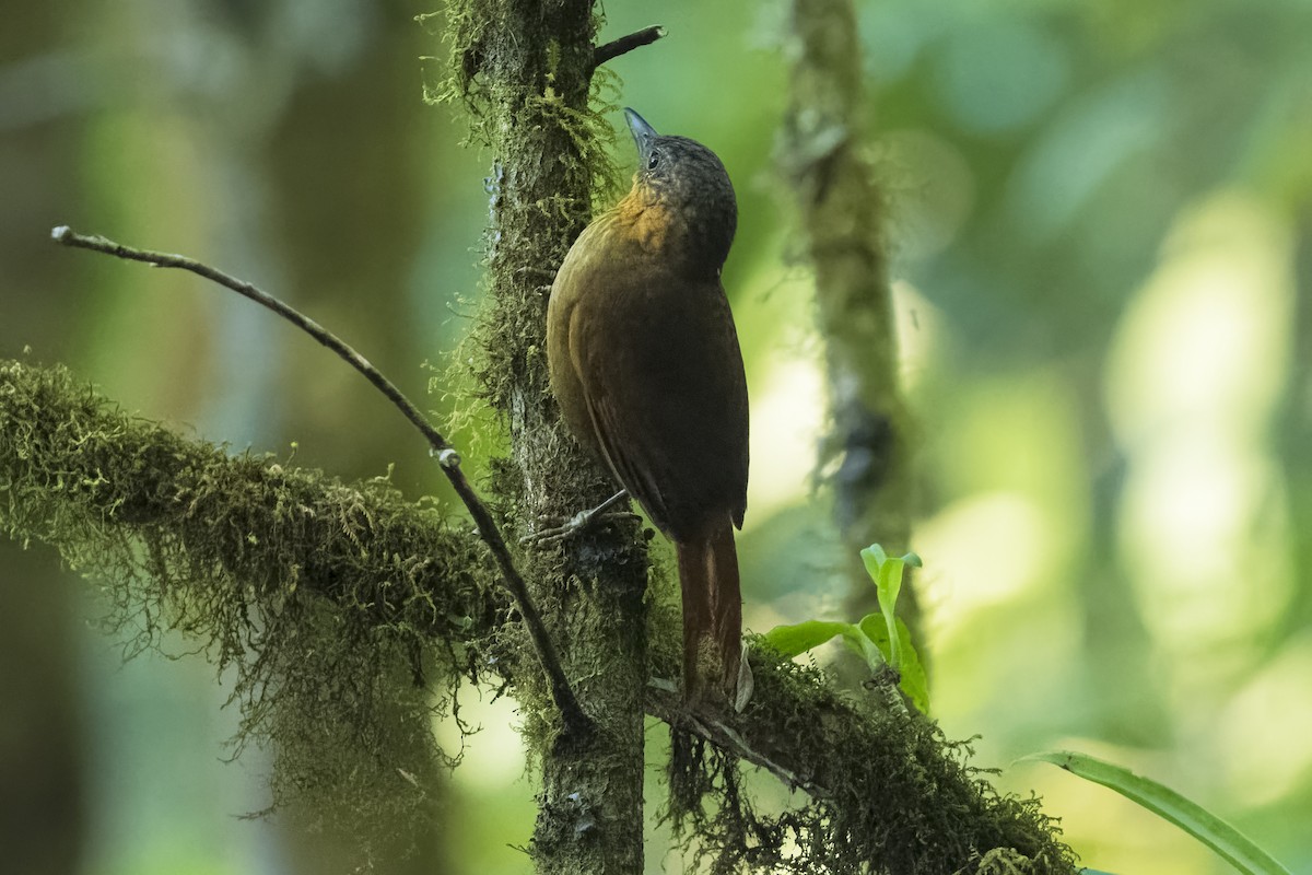 Streak-breasted Treehunter - ML415389201