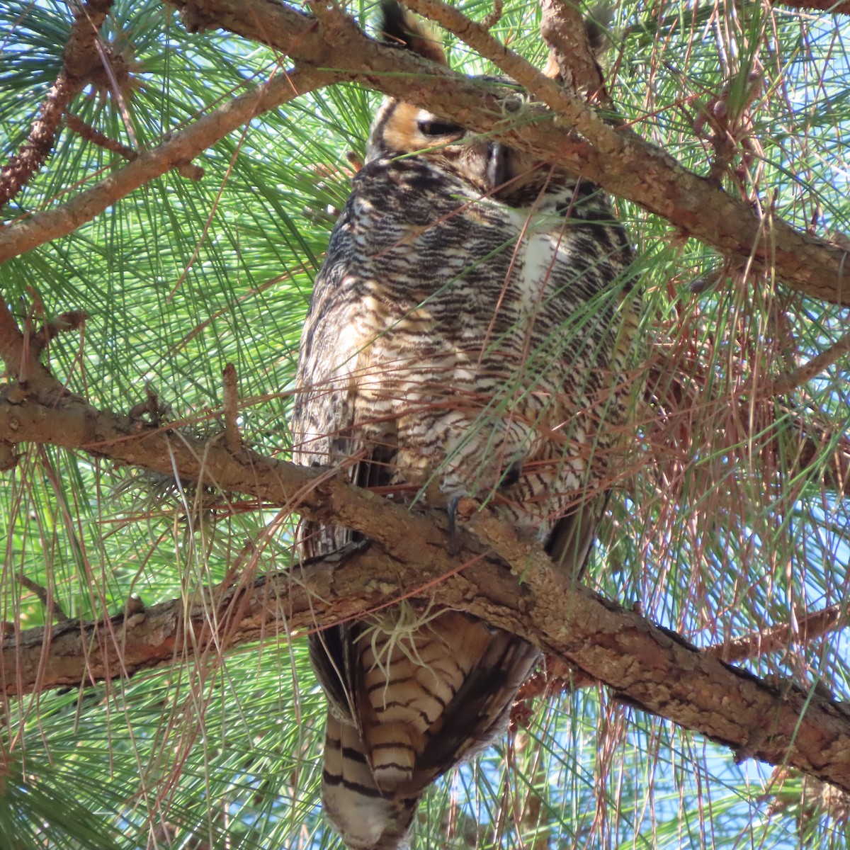 Great Horned Owl - ML415390001
