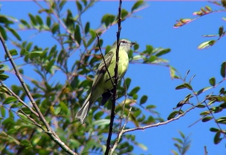 Planalto Tyrannulet - ML415391931