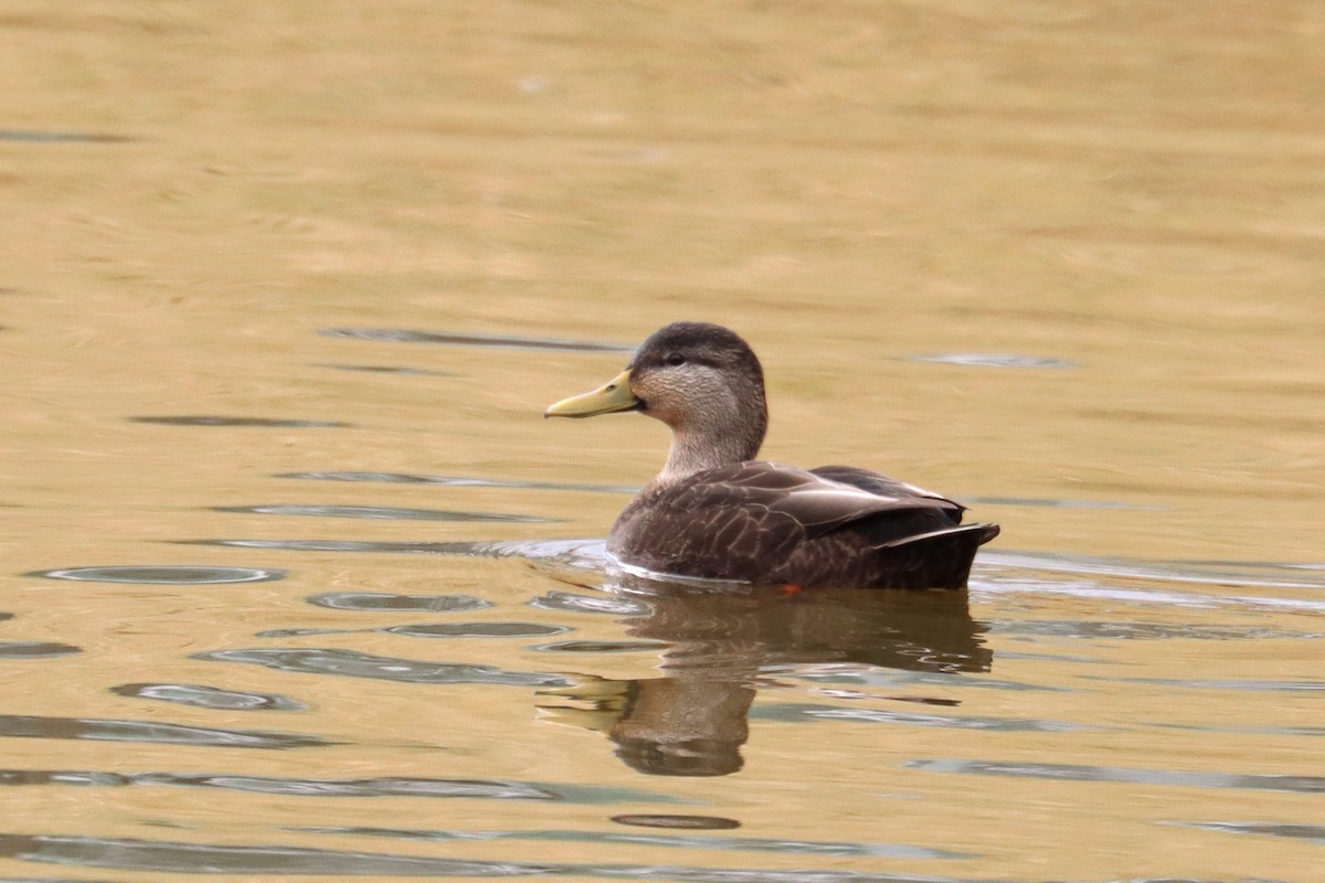 American Black Duck - ML415395301