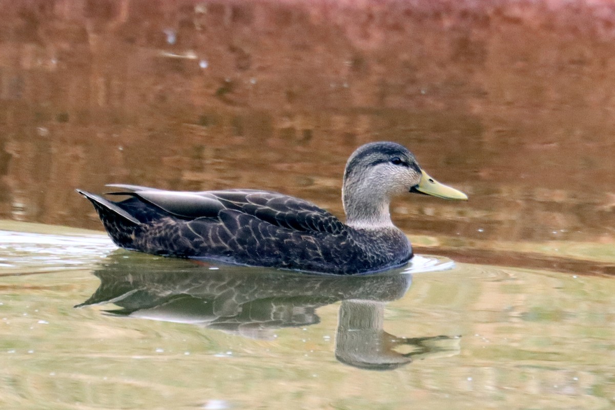 American Black Duck - ML415395311