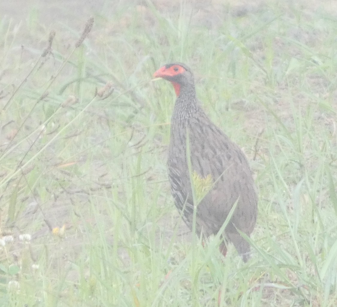 Francolin à gorge rouge (castaneiventer) - ML415396351