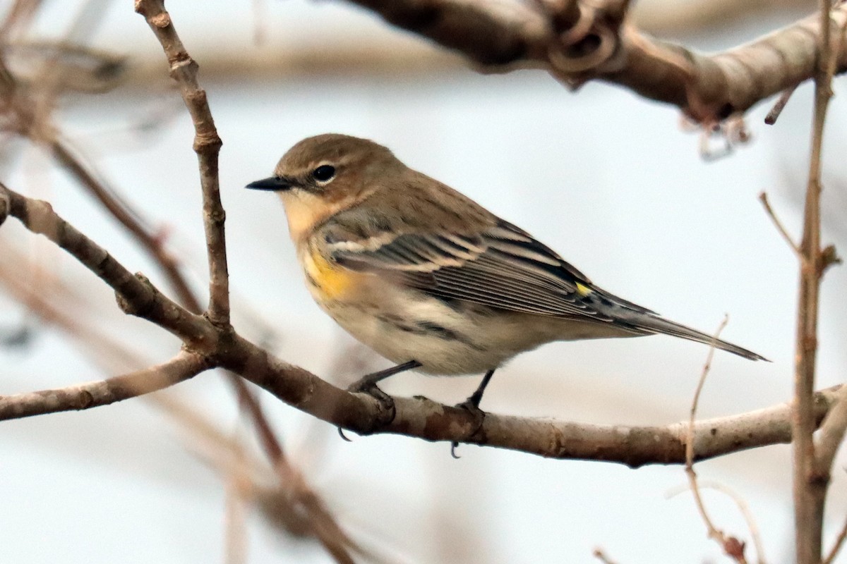 lesňáček žlutoskvrnný (ssp. coronata) - ML415396791