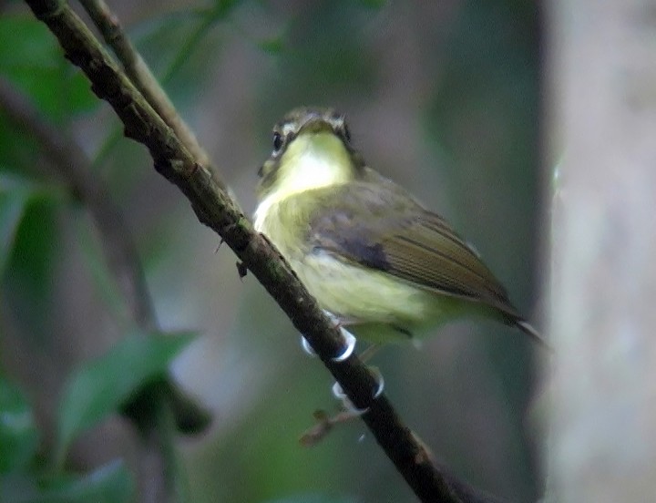 White-throated Spadebill (Eastern) - ML415396841