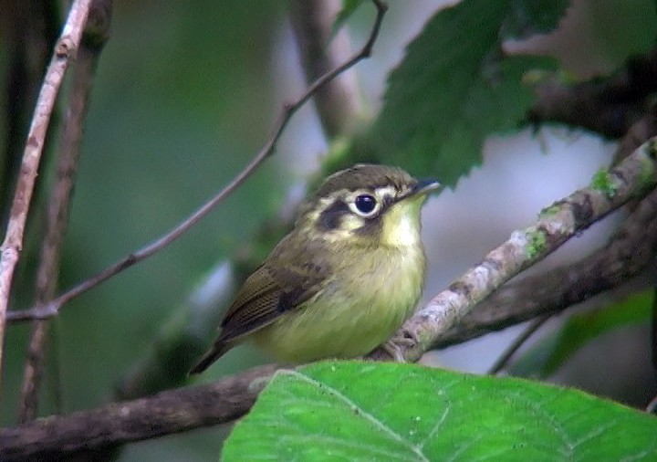 White-throated Spadebill (Eastern) - ML415396851