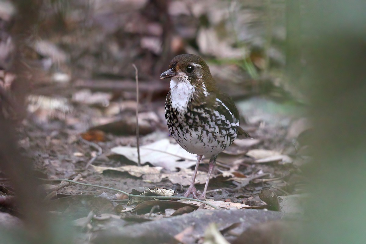 Striated Antthrush - Jon Irvine