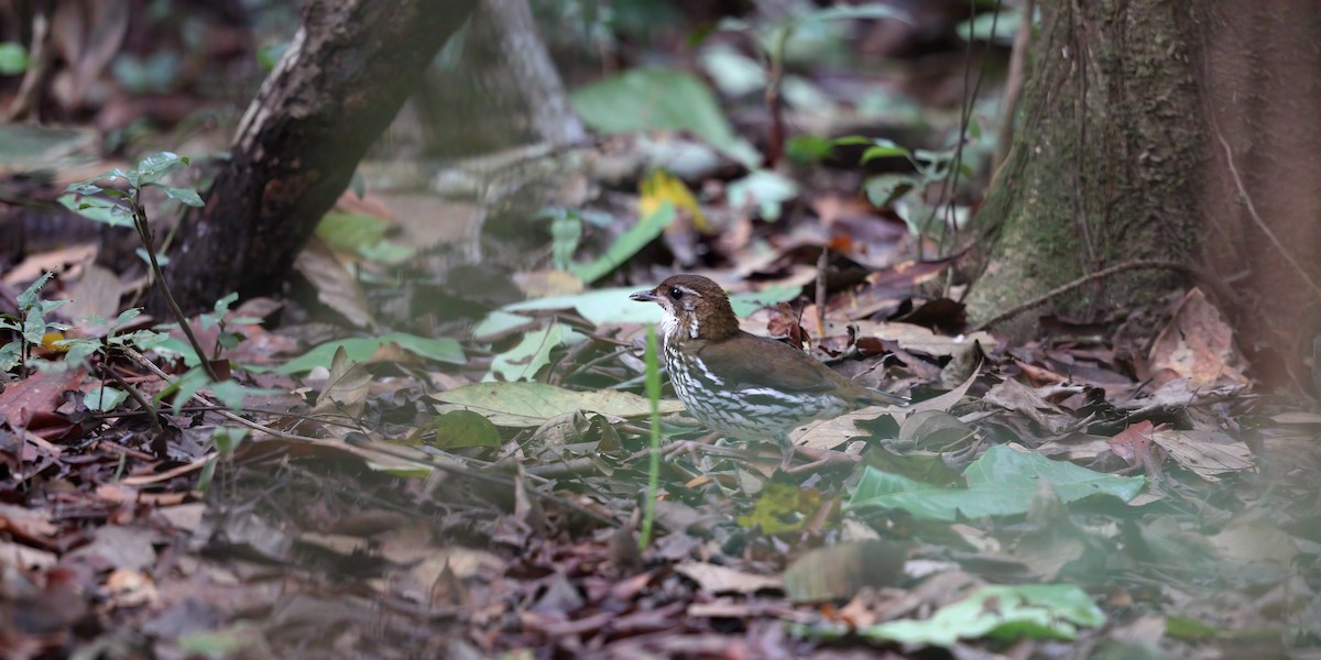 Striated Antthrush - ML415397691