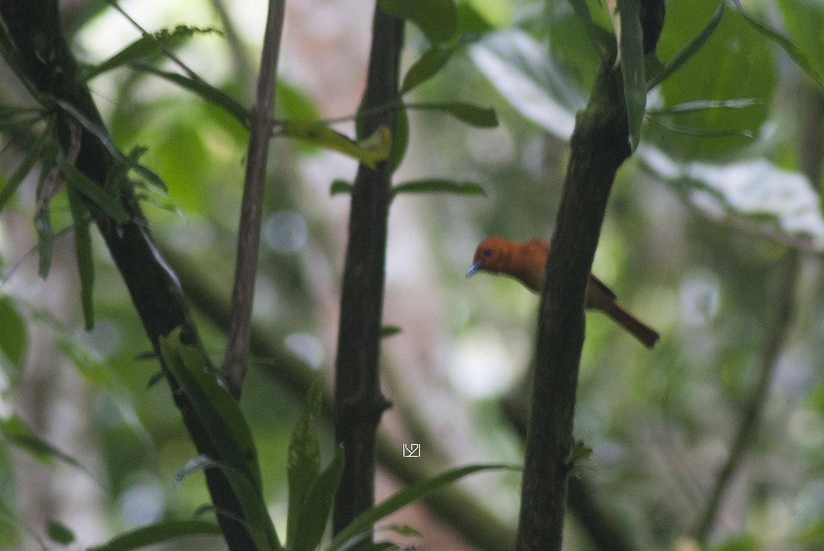 Rufous Paradise-Flycatcher - ML415398641