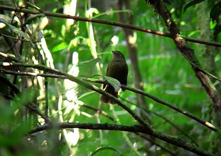 Llorón Verdoso - ML415399181