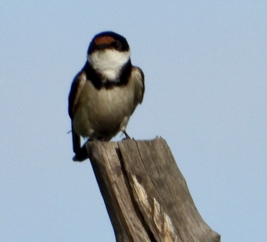 White-throated Swallow - ML415399801