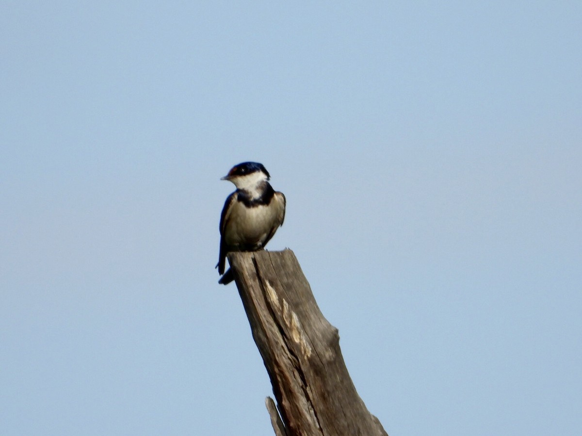 White-throated Swallow - ML415399821
