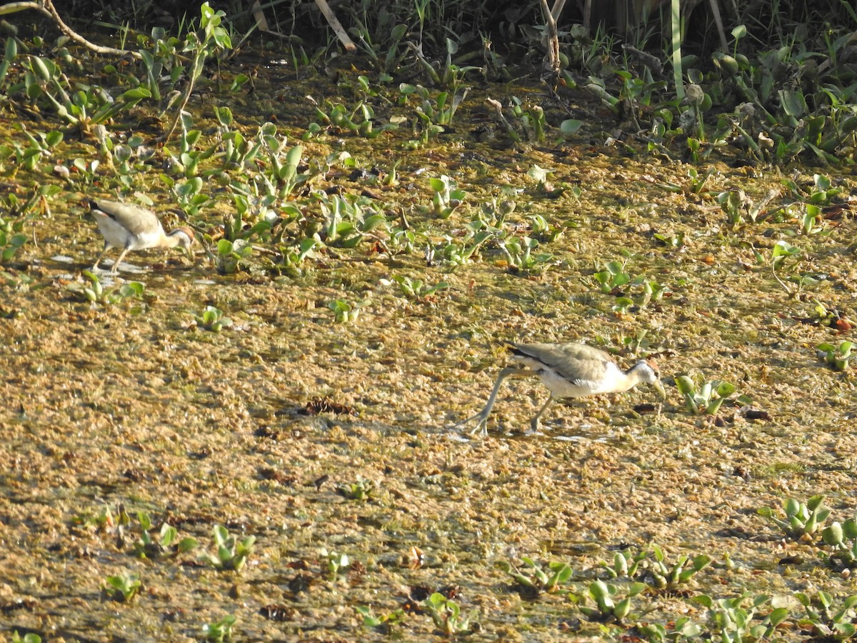 Pheasant-tailed Jacana - dineshbharath kv