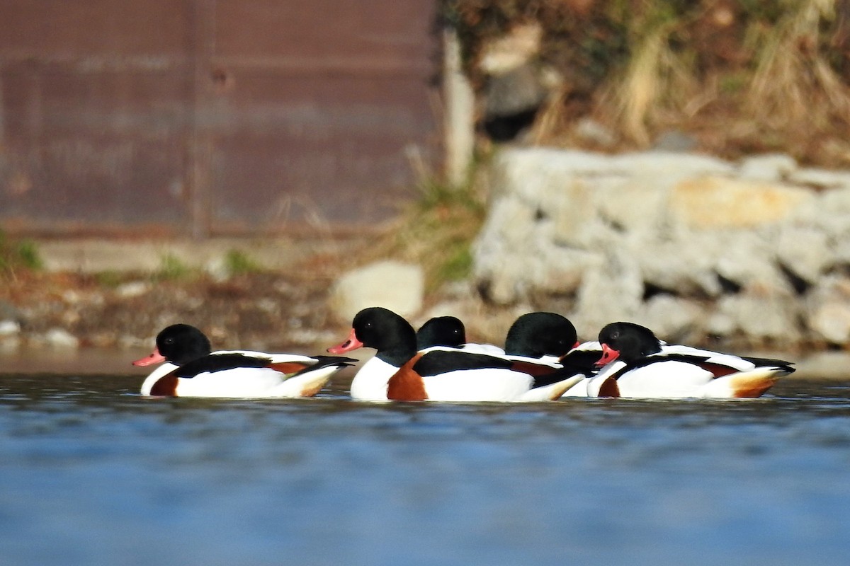 Common Shelduck - ML415400421