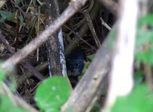 White-breasted Tapaculo - Josep del Hoyo