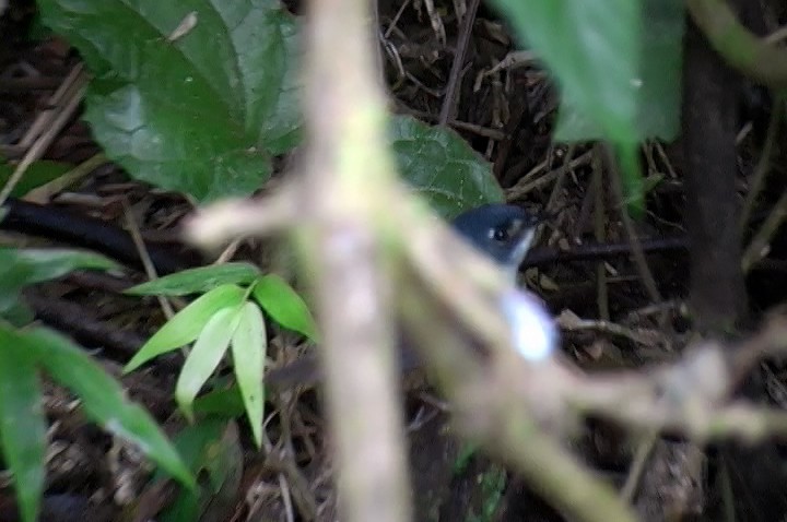 White-breasted Tapaculo - ML415401081