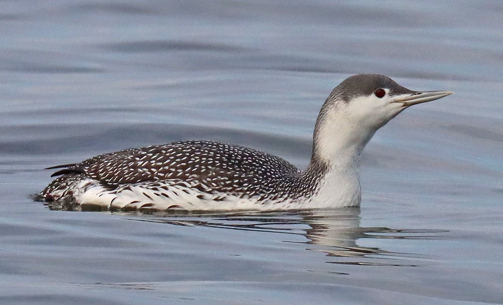 Red-throated Loon - ML415401911