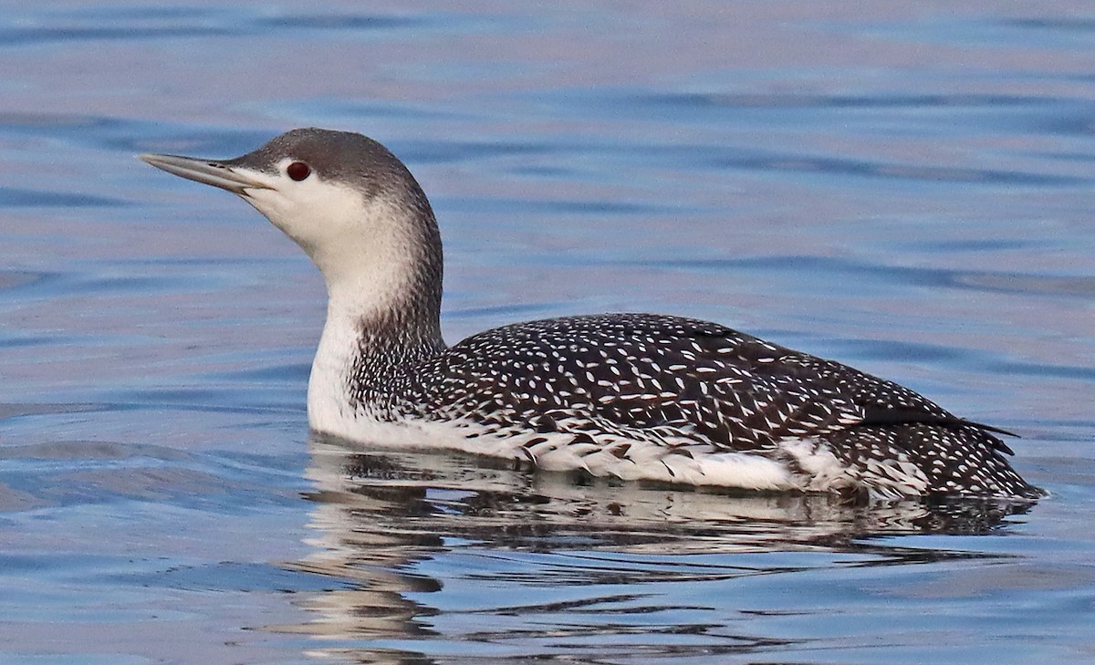Red-throated Loon - ML415401921