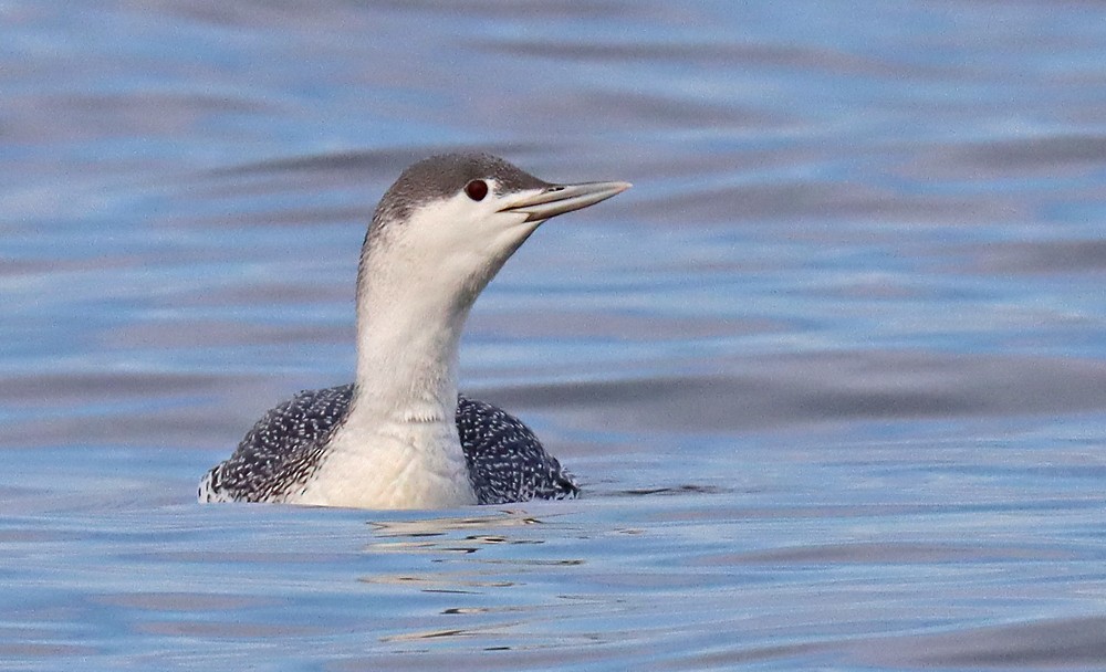 Red-throated Loon - ML415401931