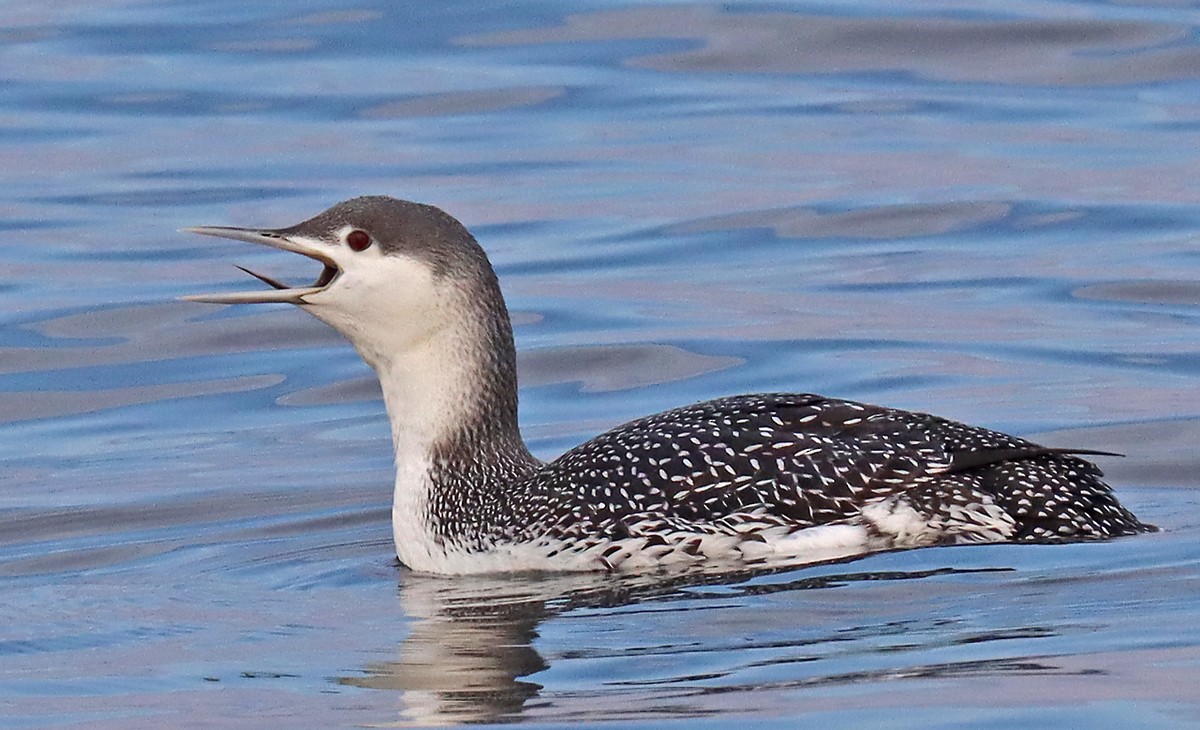 Red-throated Loon - ML415401951