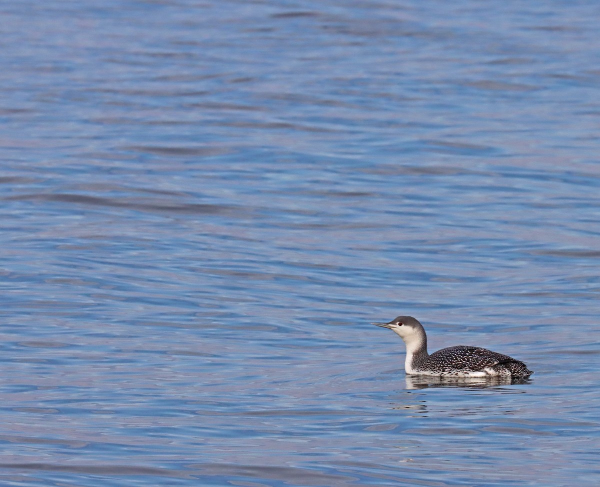Red-throated Loon - ML415401961
