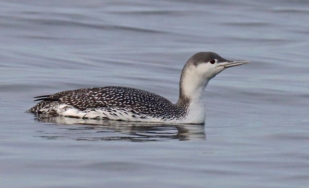 Red-throated Loon - ML415401971